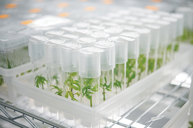 PhytoTech专业植物组培培养基，满足多种组培实验需求