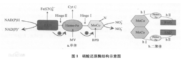 硝酸还原酶（NR）结构示意图