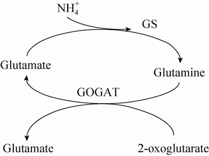 GS-GOGAT循环